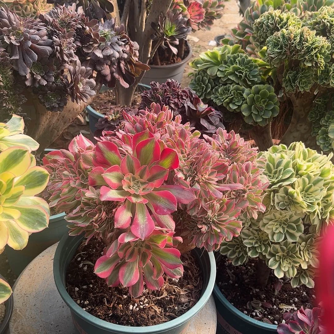 6女巫缀化法师多肉植物