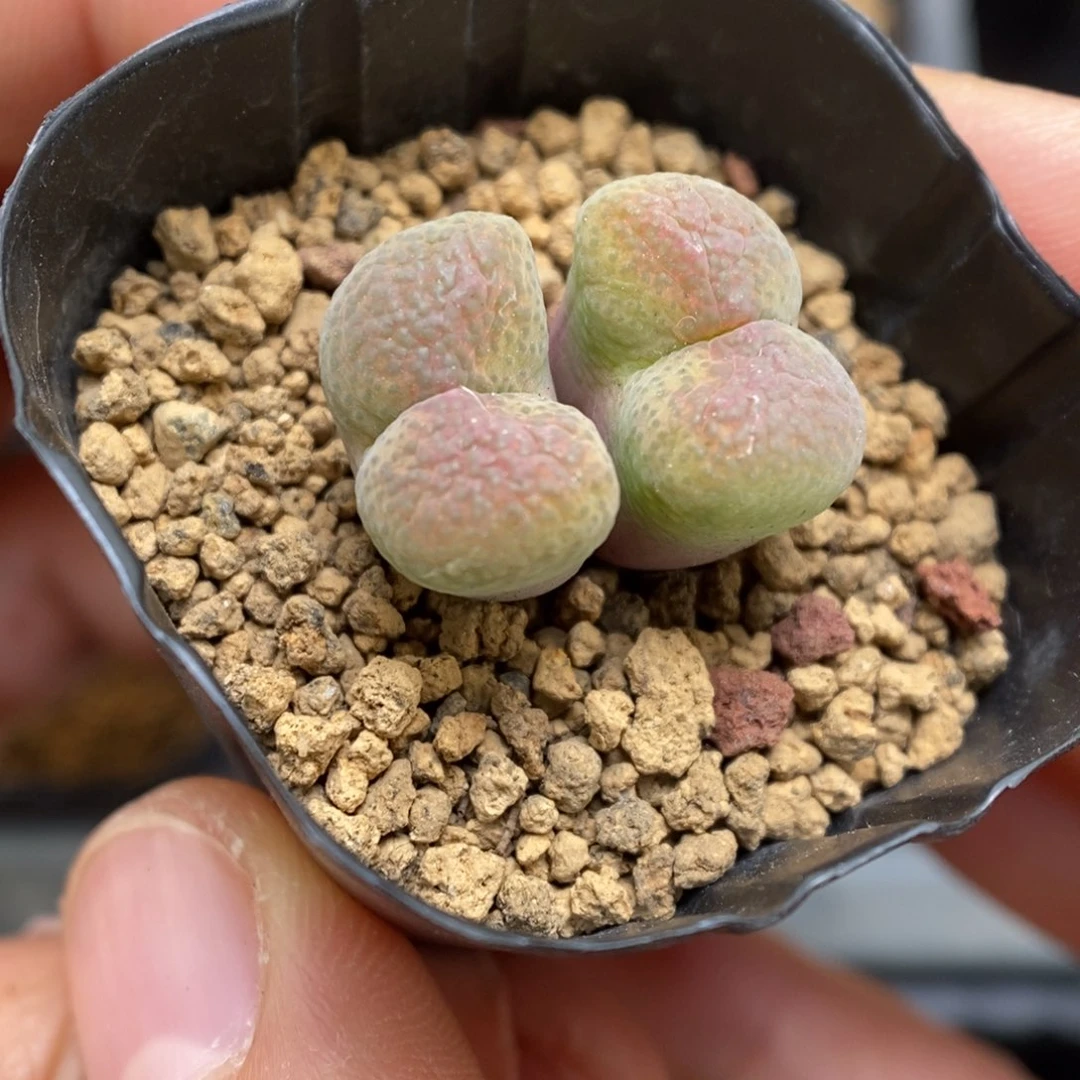 多肉植物肉锥杂交K-3760 风铃杂