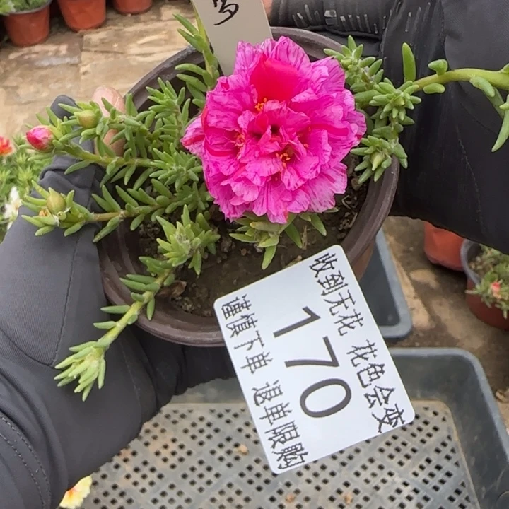 无花朵170超小苗盆口10cm