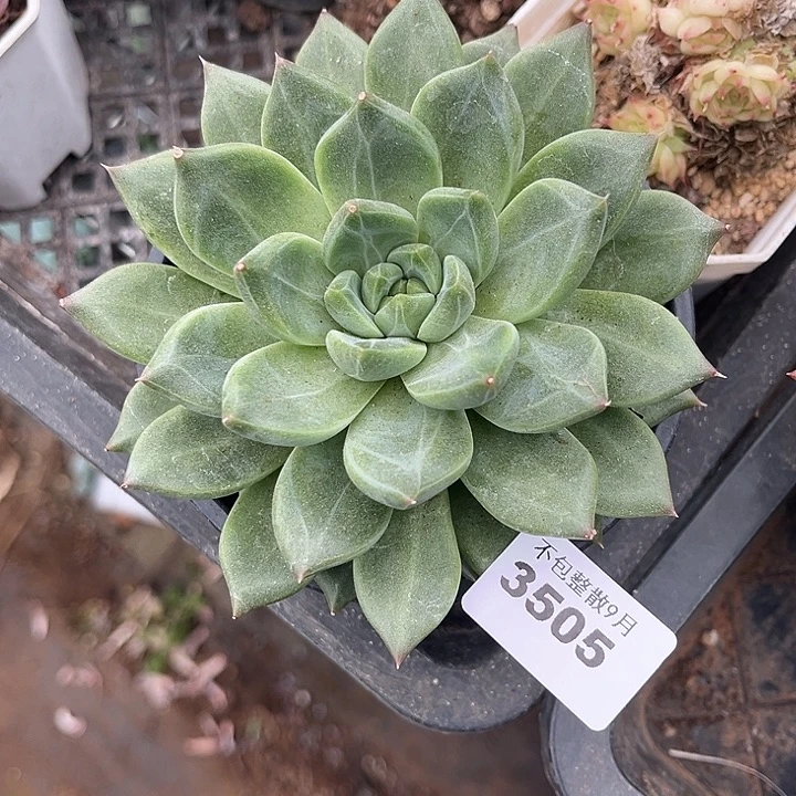 阿雅园艺。         3505