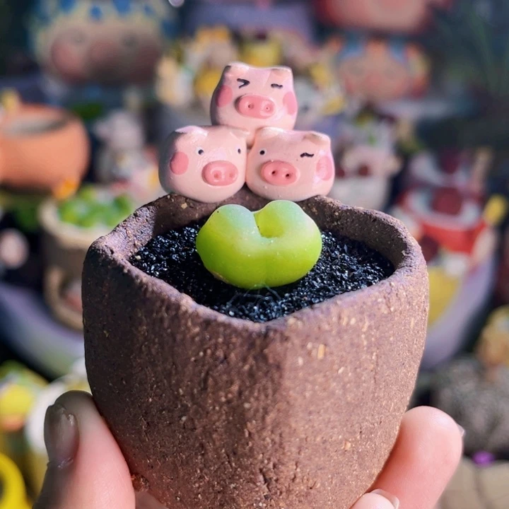 011手工盆拉登2.2连盆带土包邮