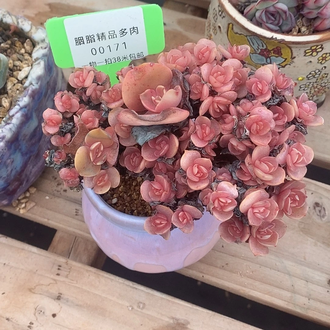 00171次姐姐房东复句宝宝健康吗