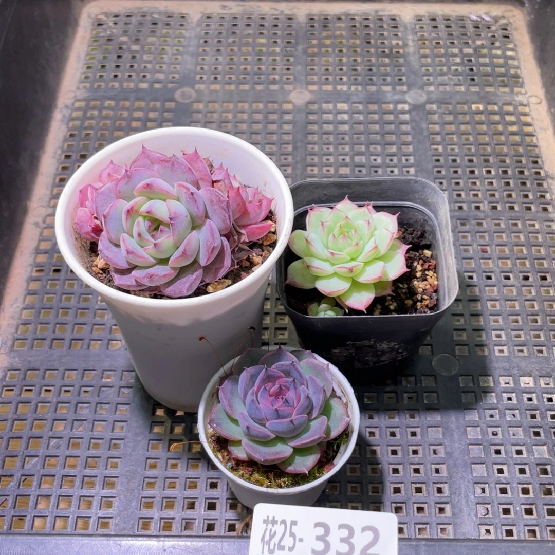 花利美25-332框拍3颗