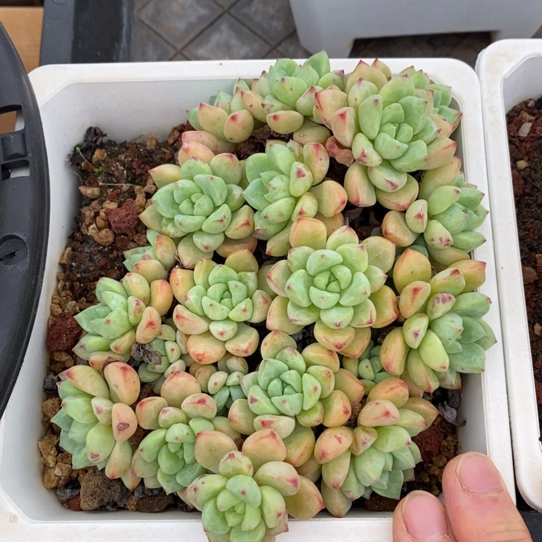 精品多肉一物一拍不包整95