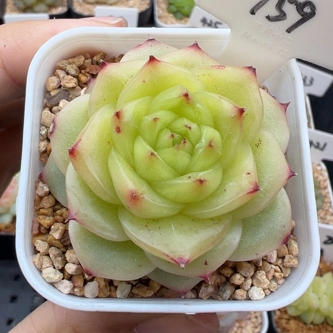 159号杜若珍妮福利款