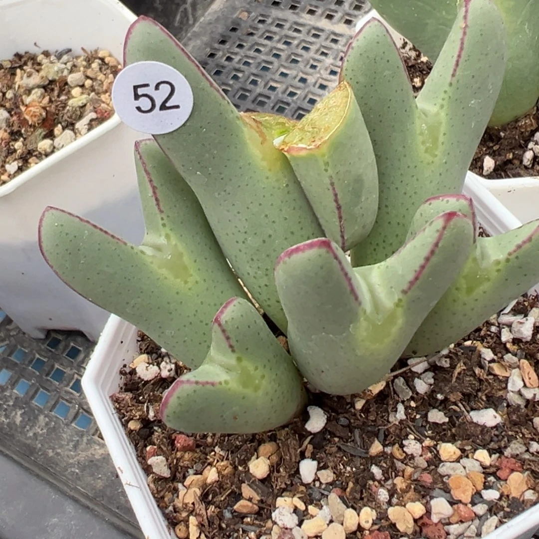 多肉植物11111111111