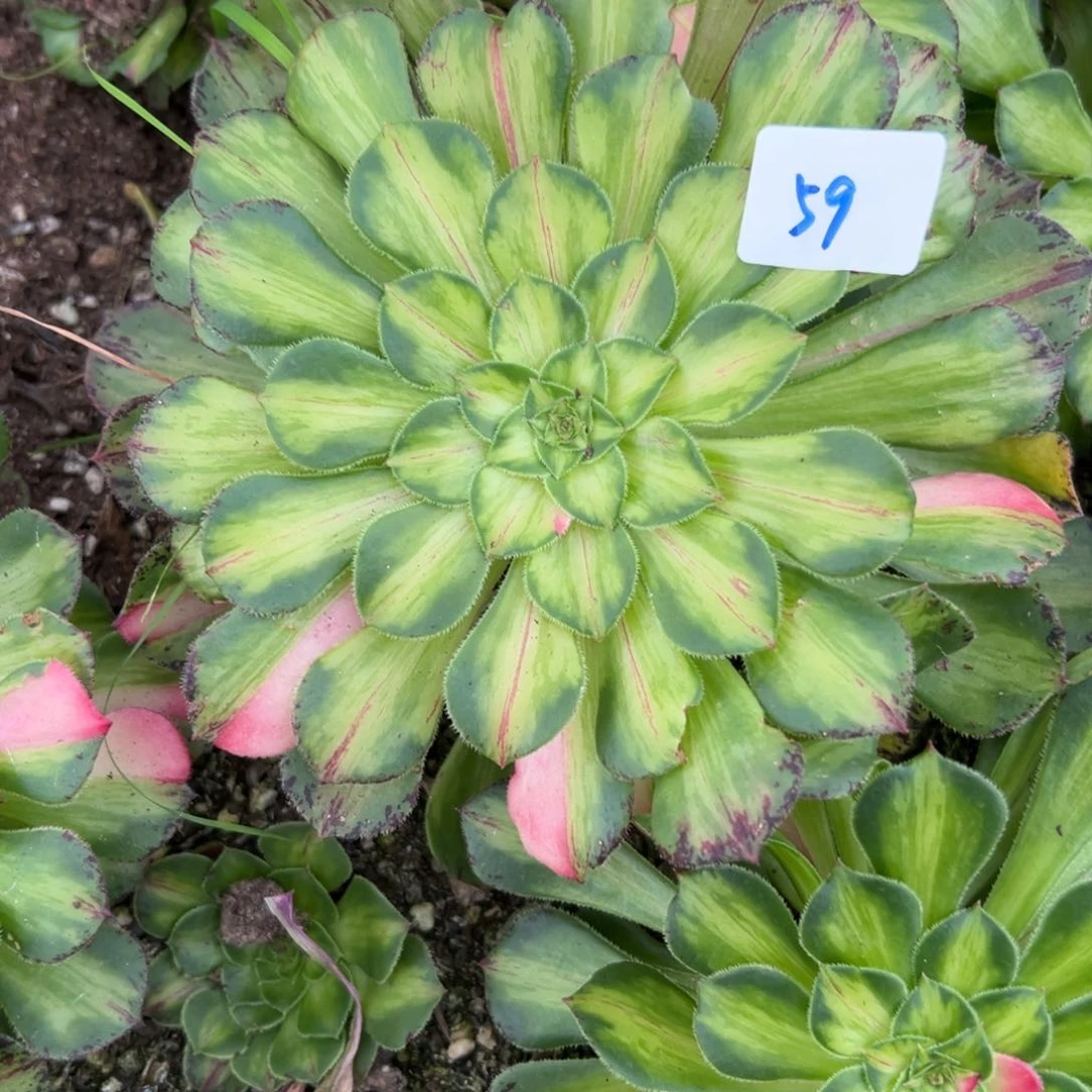 59知否多肉植物系