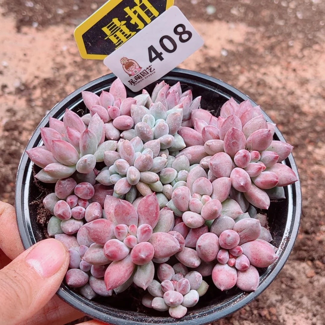 多肉植物多肉植物