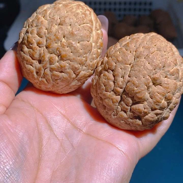 野生三瓣脑纹大金刚4855