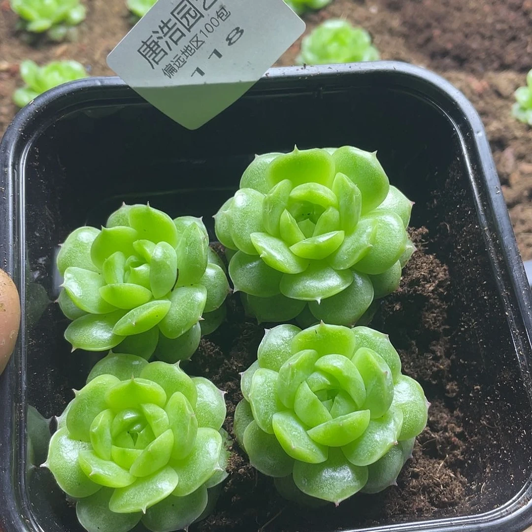 念***✪不知名一物一拍118