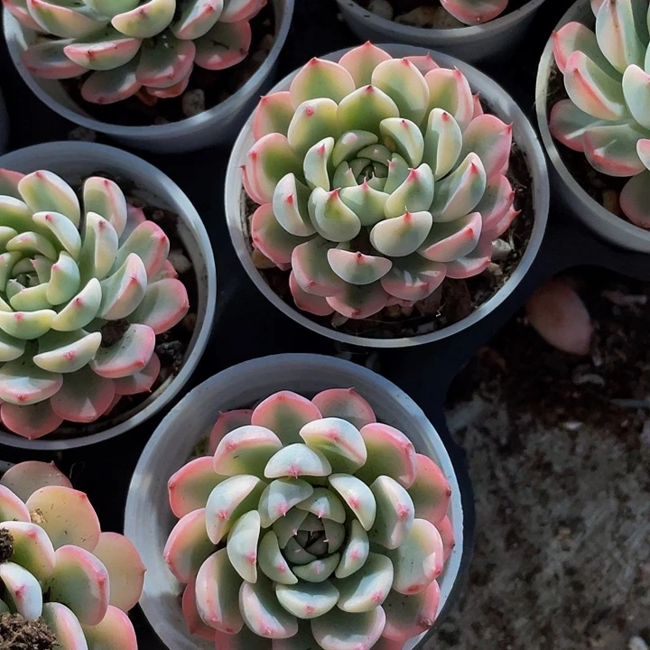 姬莲锦5.8带盆土