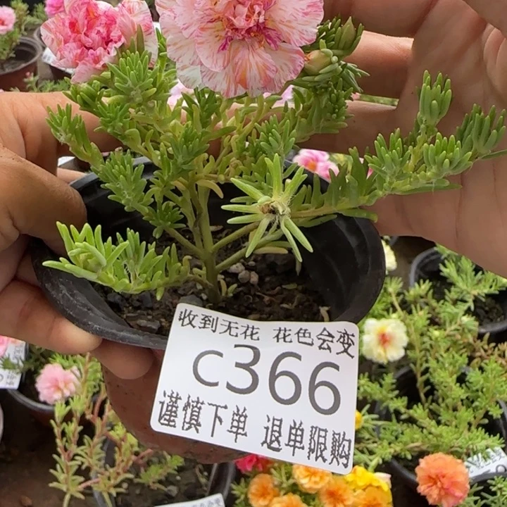 全部花朵C366超小苗盆口10cm
