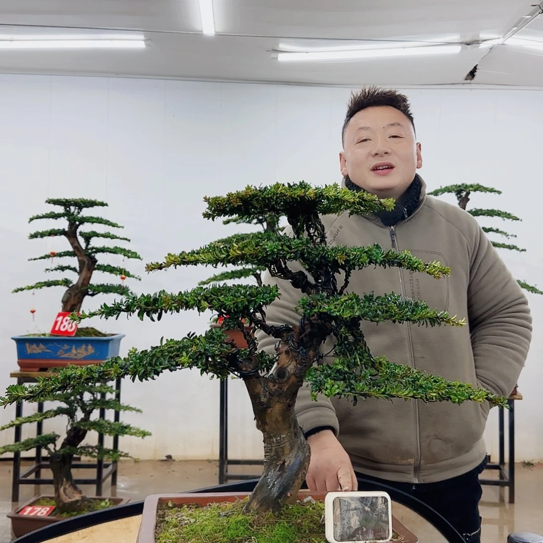 @**e盆景制作过程非常