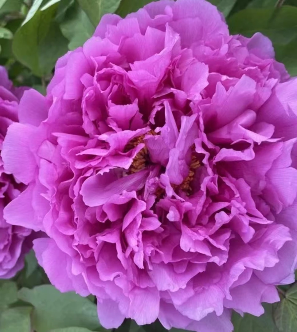 [层中笑]牡丹紫色系 千层重瓣大花 盆栽裸根出售 基地直发