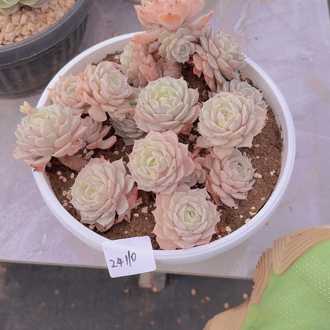 24110路娜林多肉植物