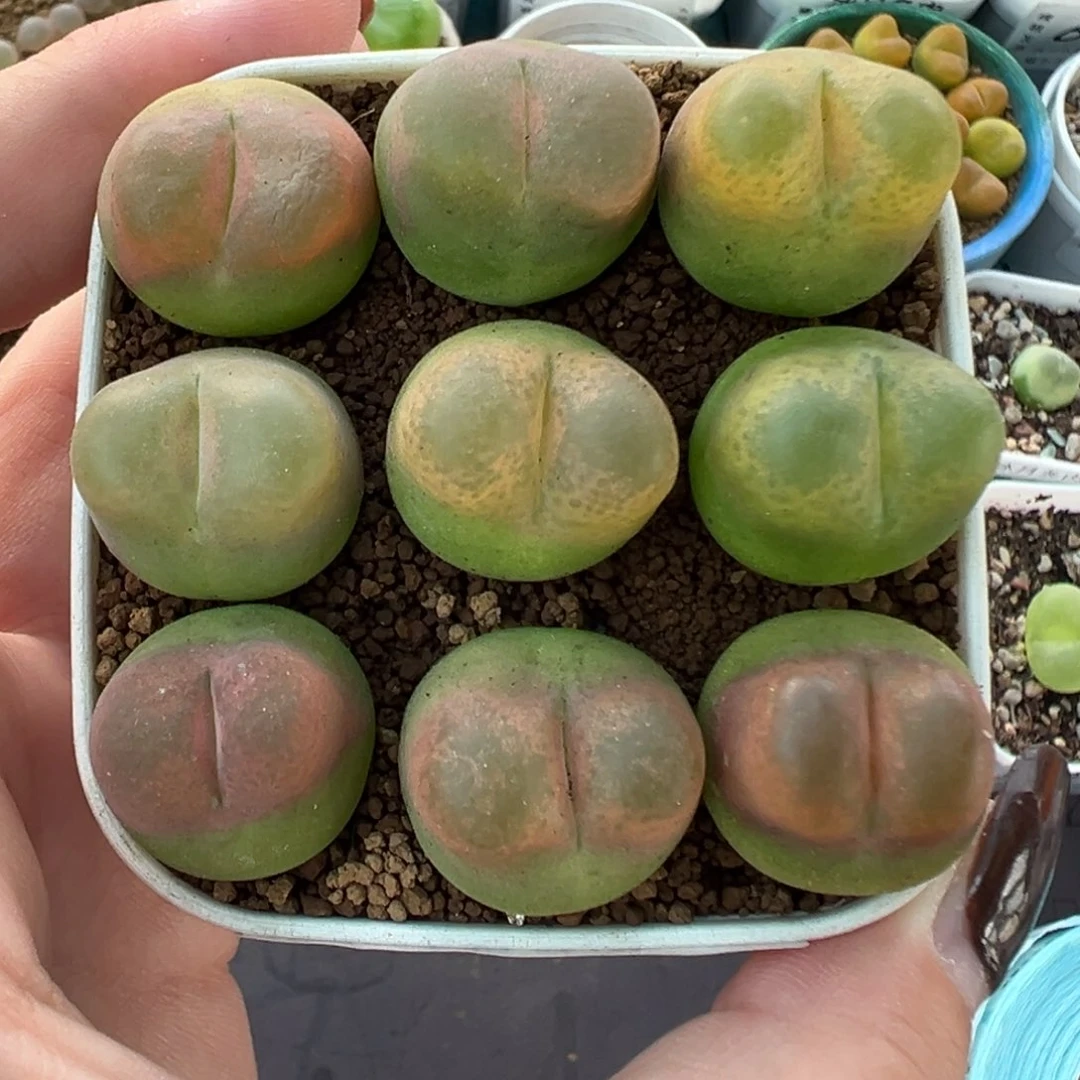 *****754毛汉尼裸根发货