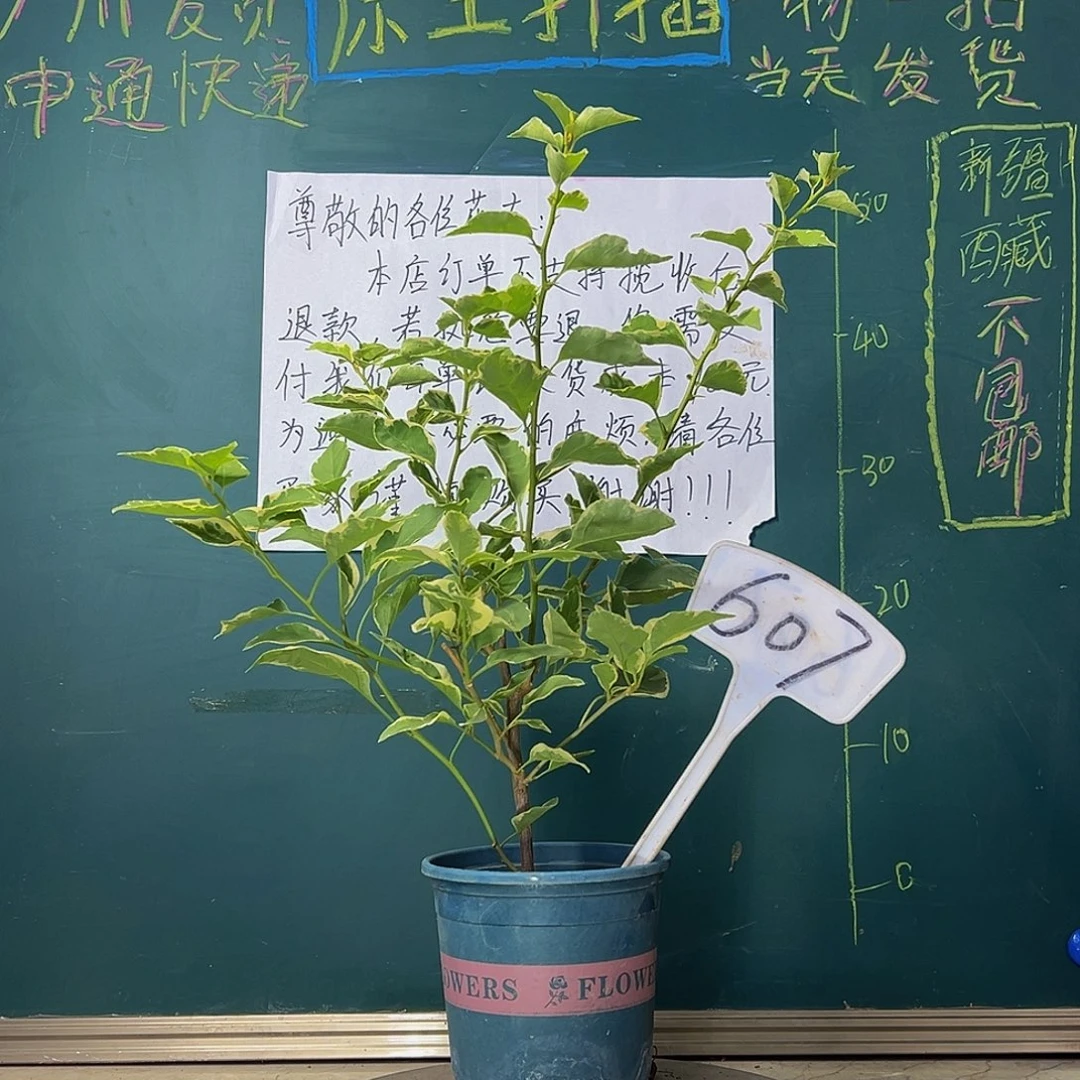 当前无花栽培后可以开花小斑叶丽人607