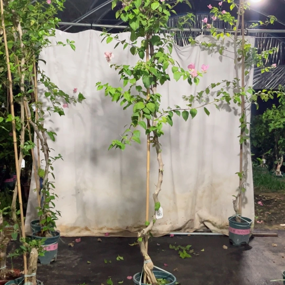 完全开放5725广红櫻高杆桩纸箱