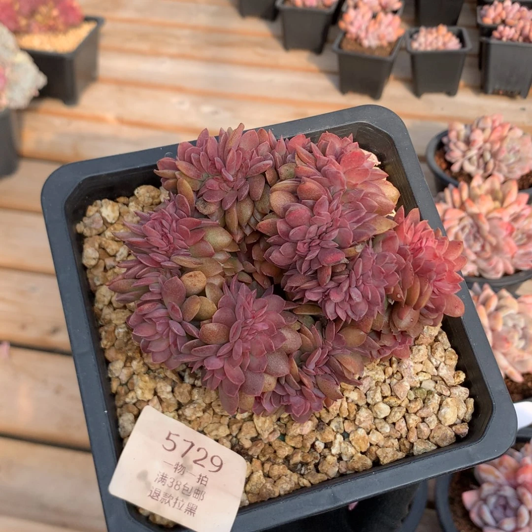 11厘米花环花筏缀 5729