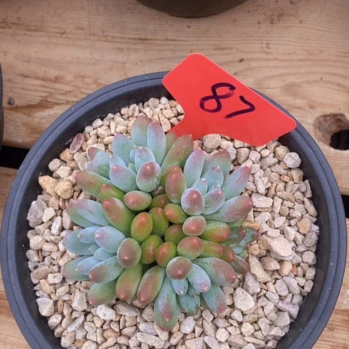 馨***悦是你要说不了你说吧