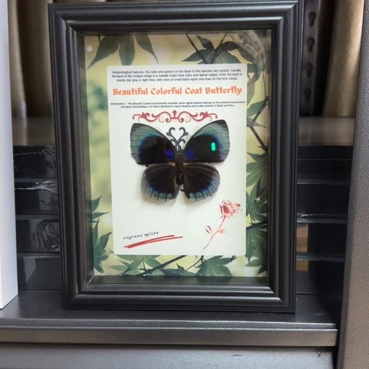 有机玻璃蝴蝶标本蝴蝶标本