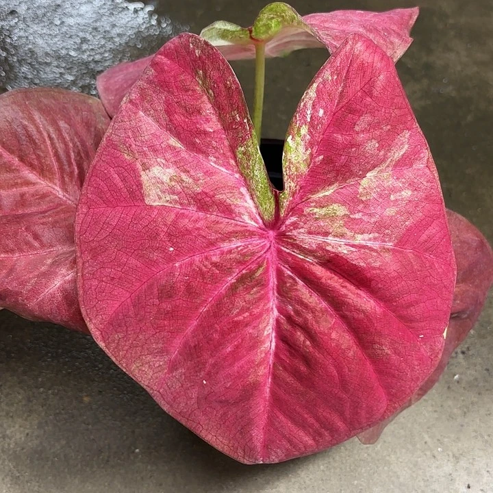 311-0526彩叶芋广东现货