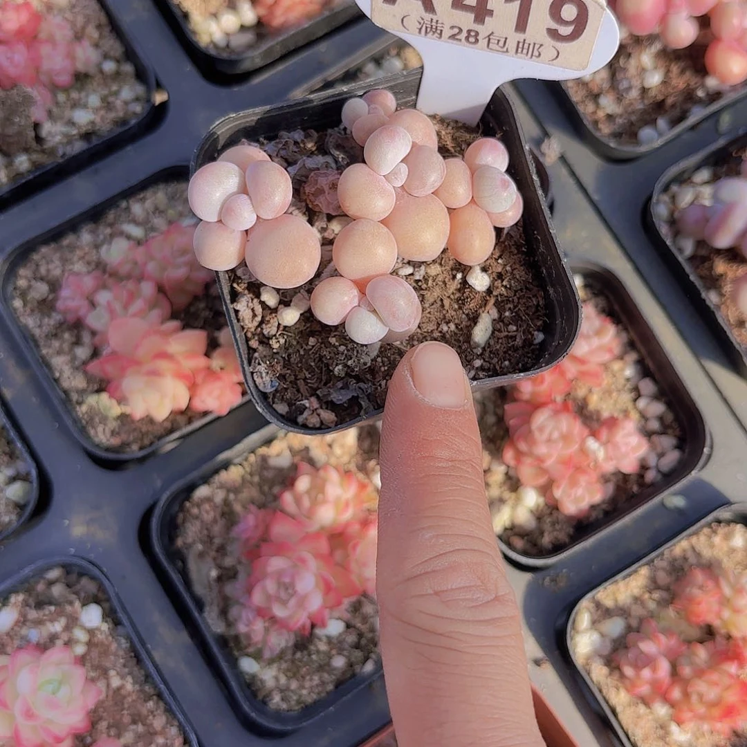 l*yA419丸叶糖果桃蛋yi wu ti pai