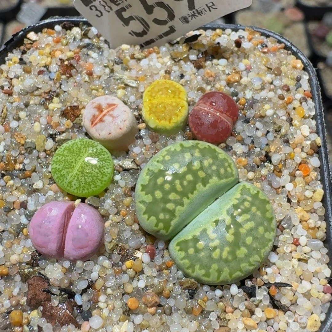 Ssss精品生石花559
