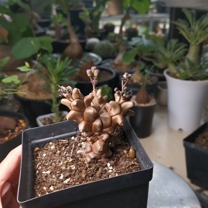 0925蛮鬼塔 一物一拍