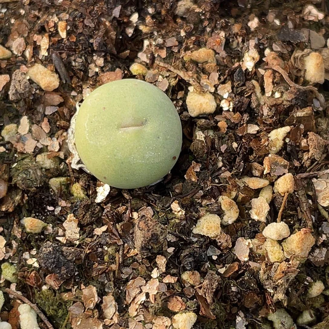 28-96嘴多肉植物肉锥
