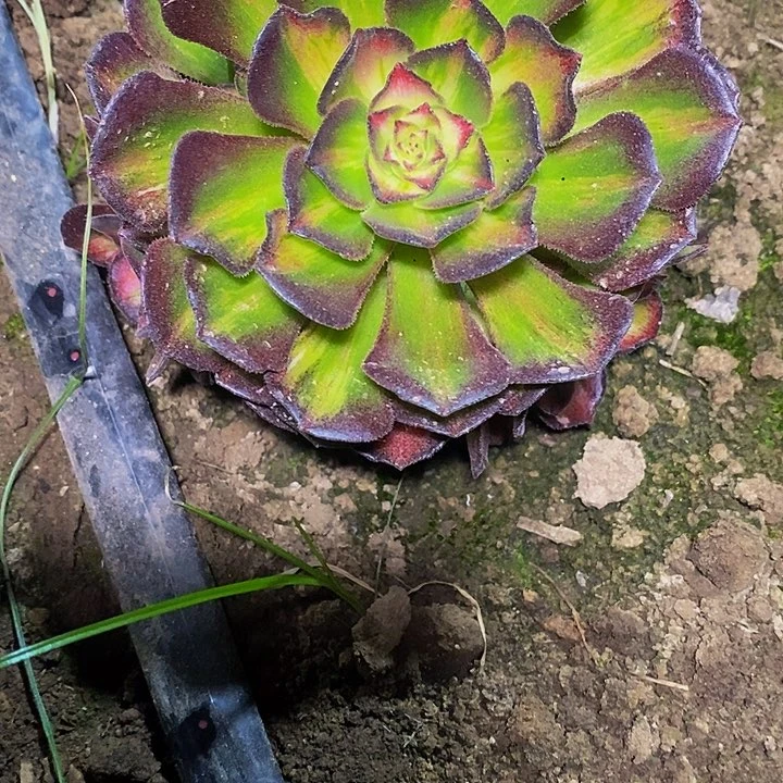 刘*多肉植物保护研究所