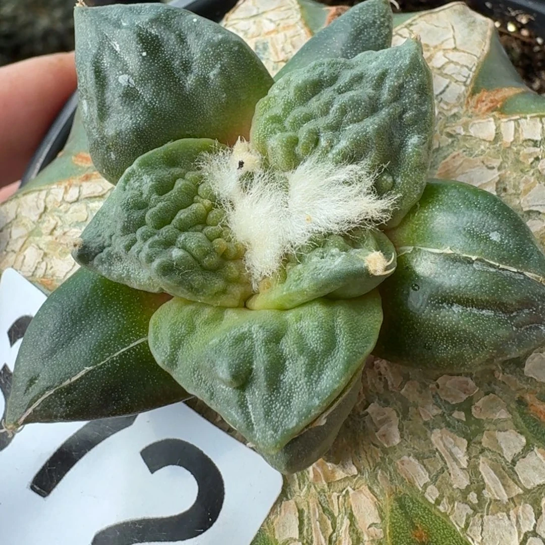 【闪购商品】满叶怒涛372