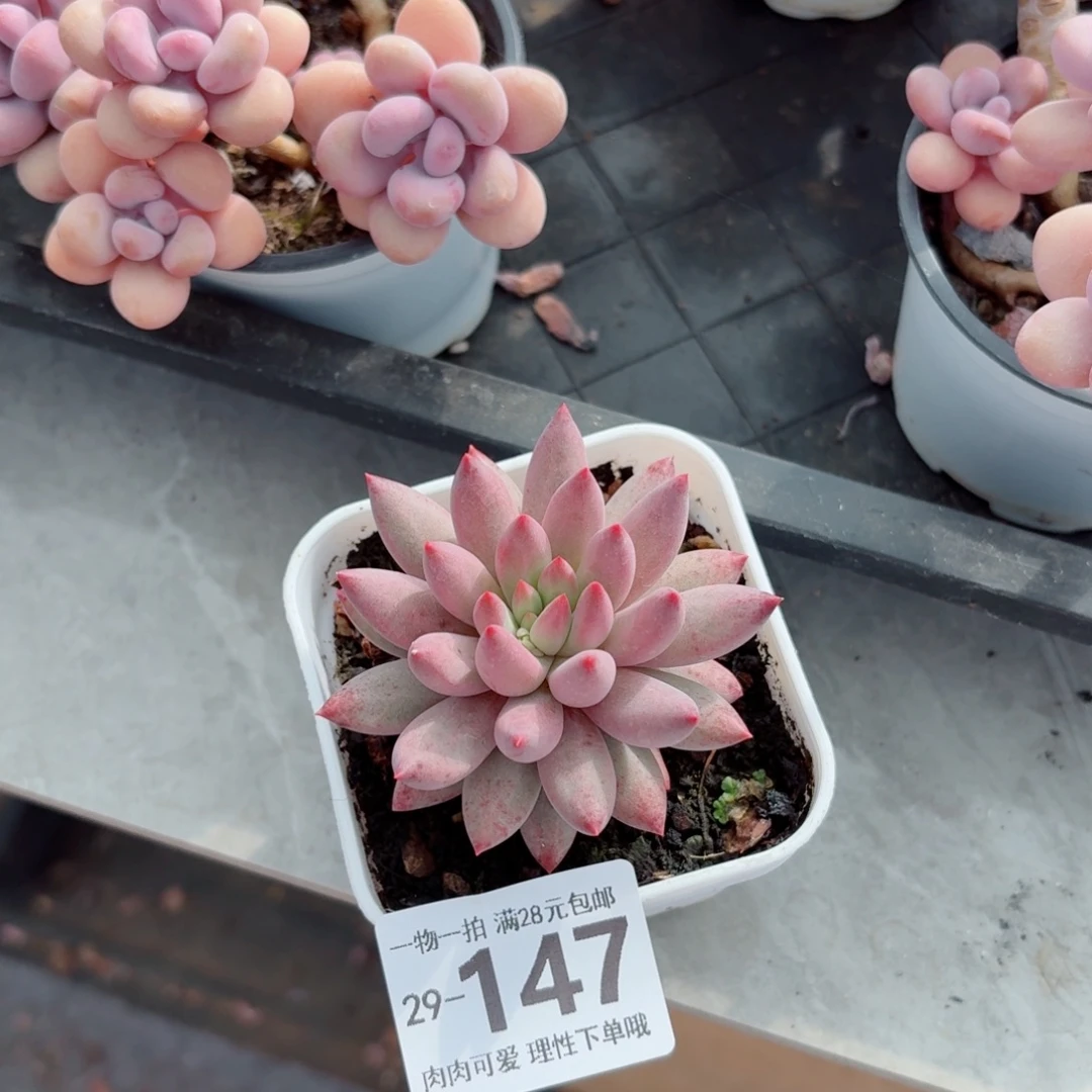 金鱼姬无盆土发货无盆土发货无