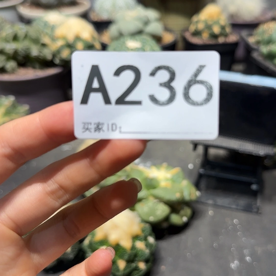 Z***n实生仙人球特价一颗