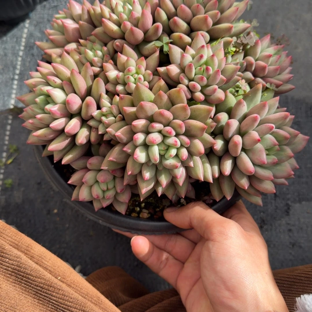 一物一拍米其林大群福利款04