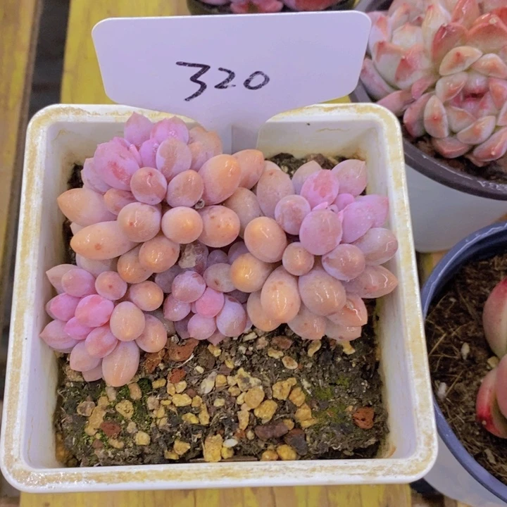 .**多开心多肉植物多肉