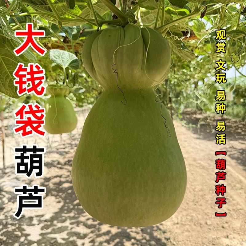 莲花头钱袋子葫芦种子 对花提纯葫芦种子
