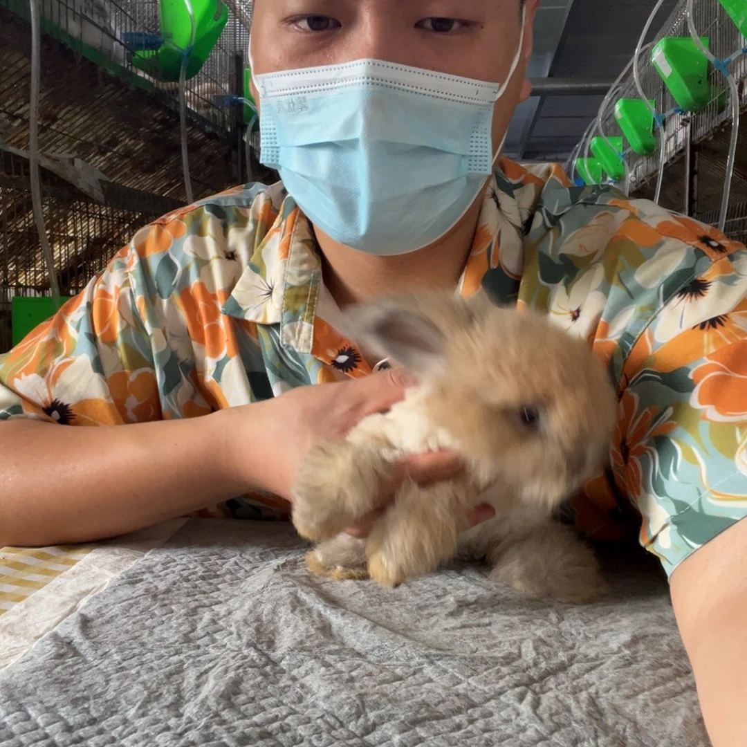 英系安哥拉兔宠物