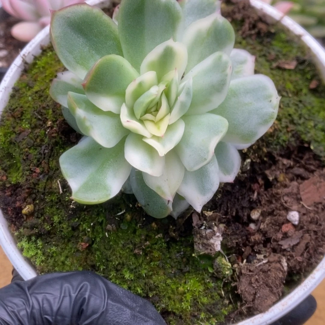 081仙影锦锦锦锦锦锦