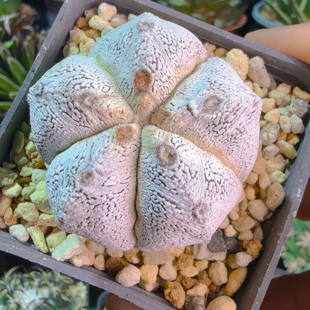 超白指纹大v恩冢鸾凤玉多肉植物