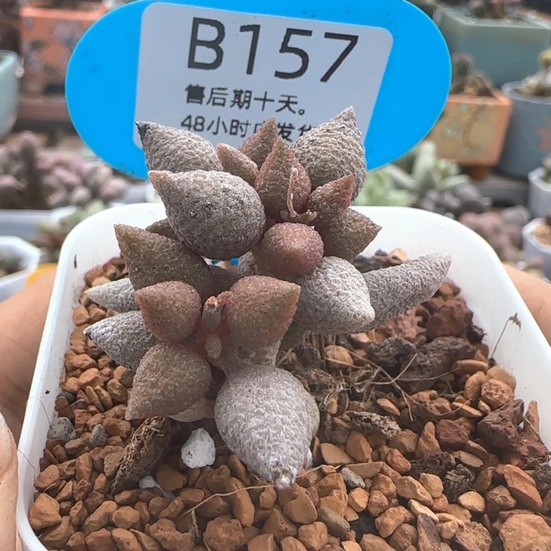小辣椒。      157。