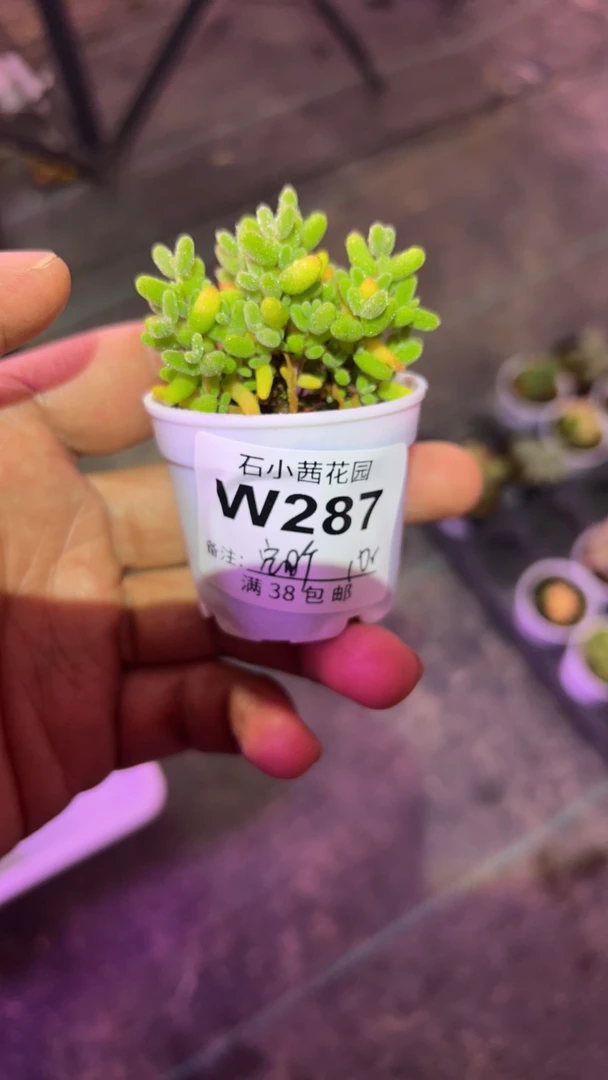 空旷-金桔糖球-多肉植物枝干番杏