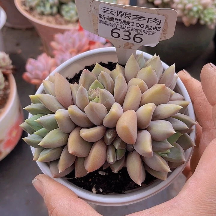 636红象牙。         