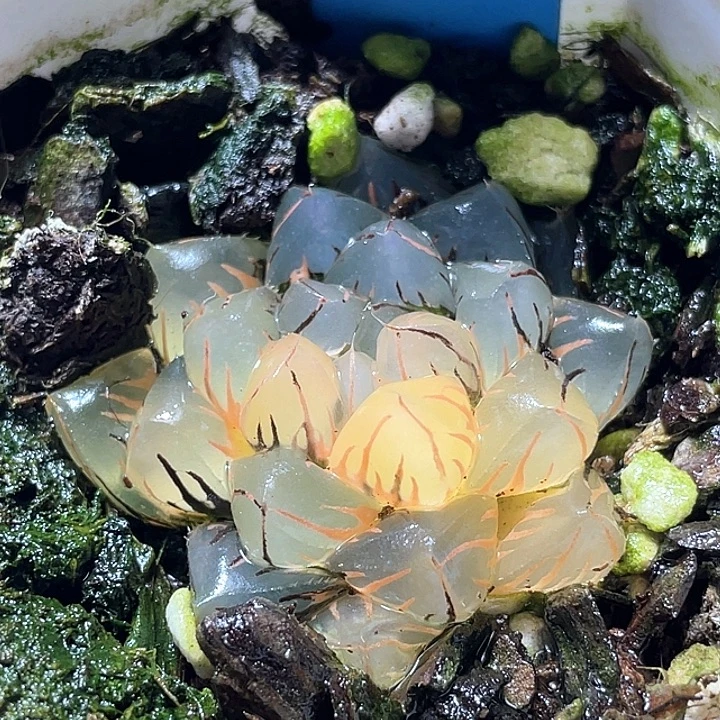 762水中月锦特选福利
