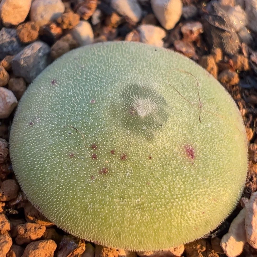 毛饼多肉植物百科
