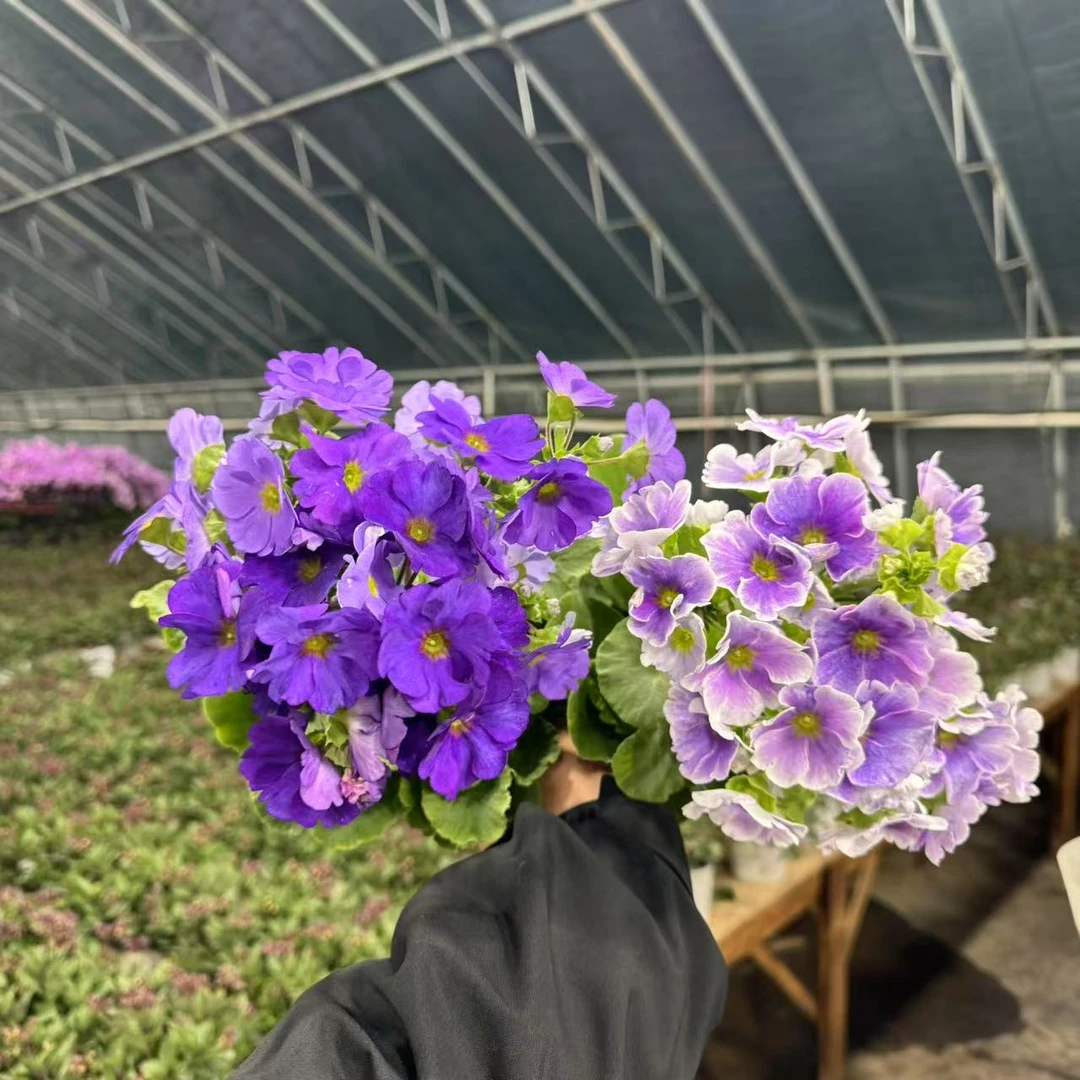 【三盆】四季樱草盆栽大花樱草庭院阳台观赏植物易养活