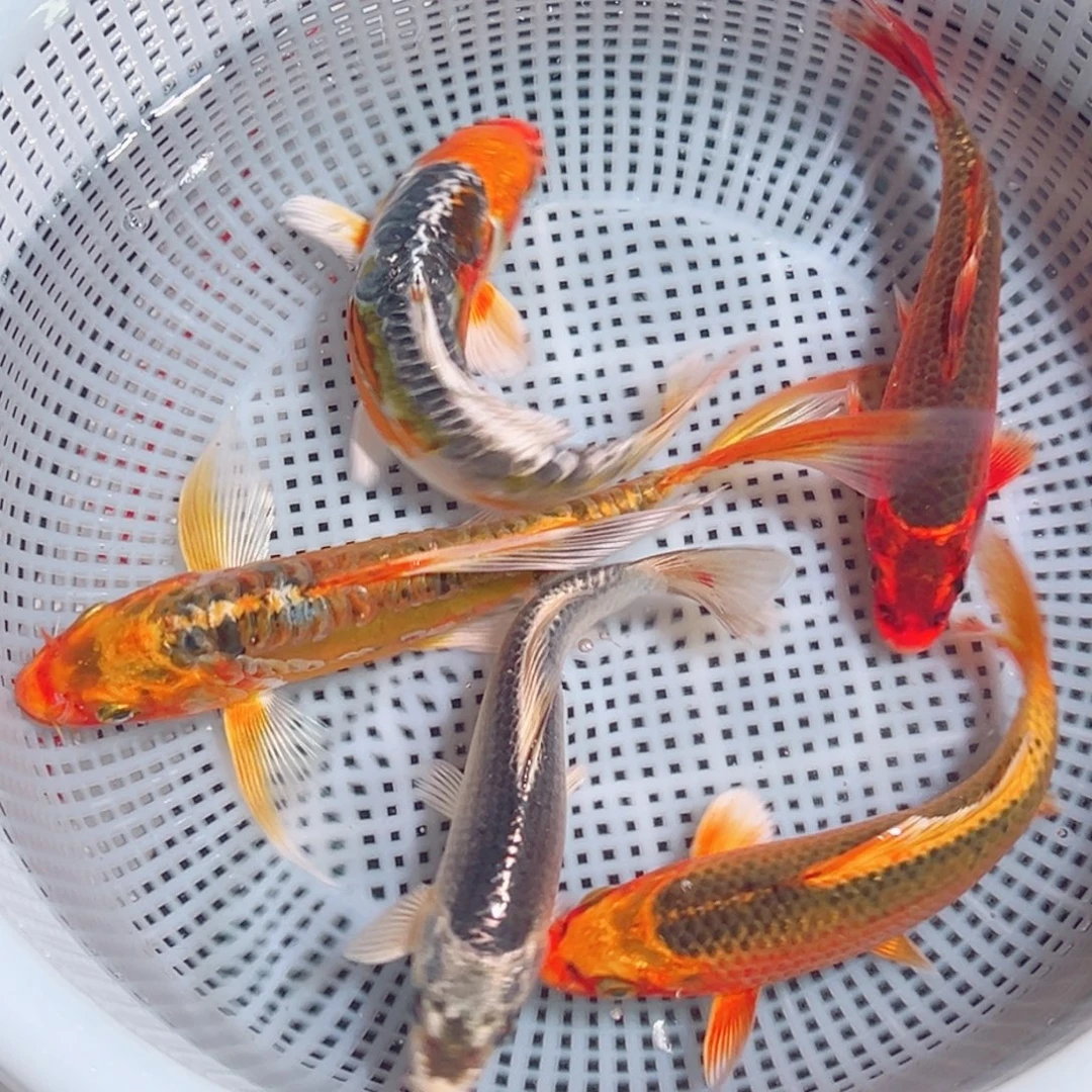 锦鲤锦鲤观赏鱼1111