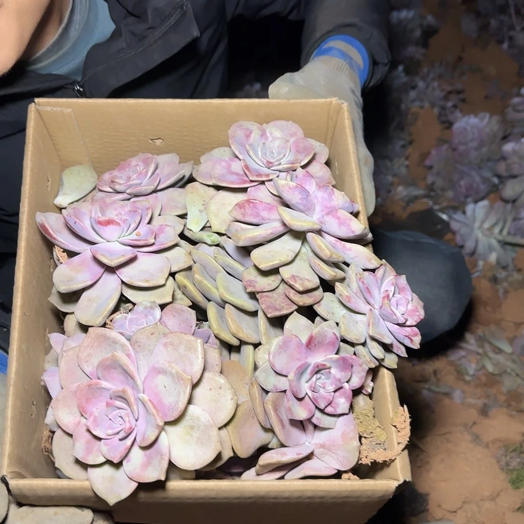 箱拍紫乐多肉轻微断肢不售后看好在拍