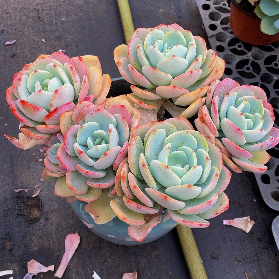 白月光多肉植物群