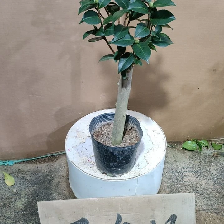 382斑水屋，原盆原土发货，不包邮